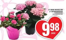 Food Basics 6 MINI ROSES OR 5 HYDRANGEAS offer