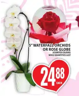 Food Basics 5 WATERFALL ORCHIDS OR ROSE GLOBE offer
