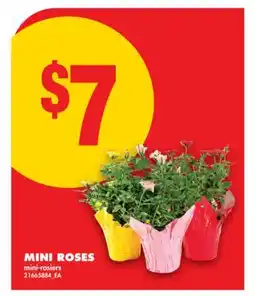 No Frills MINI ROSES offer