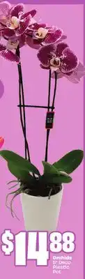 FreshCo Orchids 5 Deco Plastic Pot offer