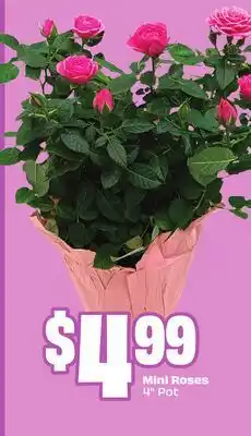 FreshCo Mini Roses 4 Pot offer