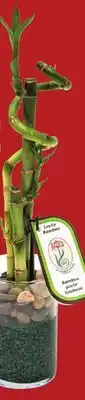 FreshCo 3-Piece Lucky Bamboo in Glass - LNY offer