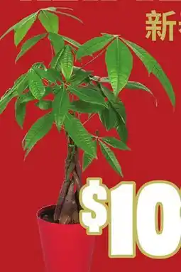 FreshCo Money Trees 5 Deco Pot - LNY offer