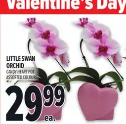 Metro LITTLE SWAN ORCHID offer