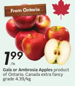 Sobeys Gala or Ambrosia Apples offer