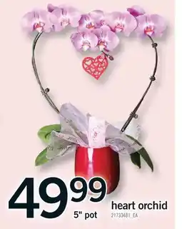 Fortinos HEART ORCHID, 5 pot offer