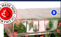 RONA JIFFY Tray 11'X12, Dome offer