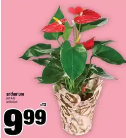 Super C anthurium offer