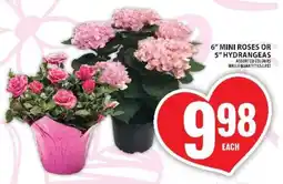 Food Basics 6 Mini Roses or 5 Hydrangeas offer