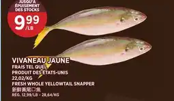 Kim Phat FRESH WHOLE YELLOWTAIL SNAPPER offer