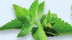 Walmart Menthe offer