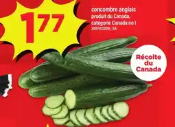 Maxi CONCOMBRE ANGLAIS offer