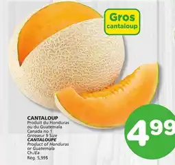 Marches Tradition CANTALOUPE offer