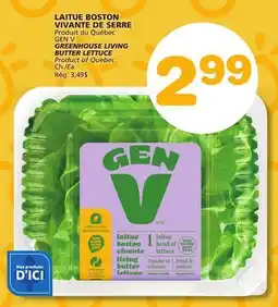 Marches Tradition GEN V GREENHOUSE LIVING BUTTER LETTUCE offer