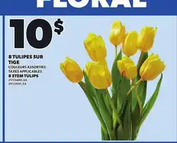 Provigo 8 STEM TULIPS offer