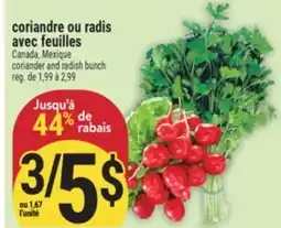 Marché Adonis CORIANDRE OU RADIS AVEC FEUILLES | CANADA, MEXIQUE CORIANDER AND RADISH BUNCH offer
