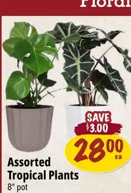Farm Boy Assorted Tropical Plants offer