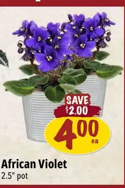 Farm Boy African Violet offer