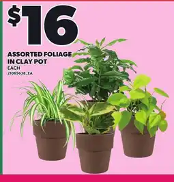 Loblaws ASSORTED FOLIAGE IN CLAY POT offer