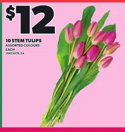Loblaws 10 STEM TULIPS offer