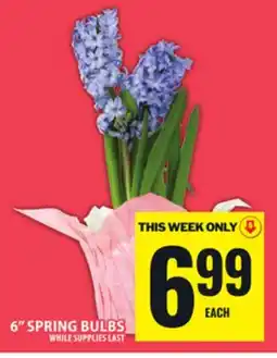 Food Basics 6 SPRING BULBS offer