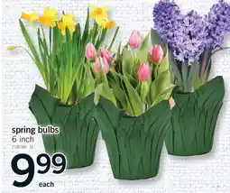 Fortinos SPRING BULBS, 6 INCH offer