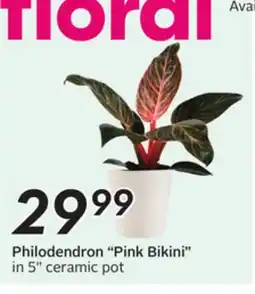 Sobeys Philodendron Pink Bikini offer