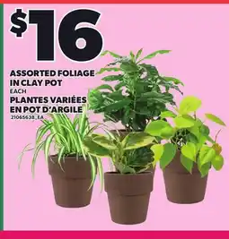 Independent Grocer ASSORTED FOLIAGE IN CLAY POT offer