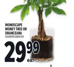 Metro MONOSCAPE MONEY TREE OR DRANCEANA offer