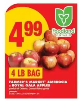 No Frills Farmer's Market Ambrosia or Royal Gala Apples offer