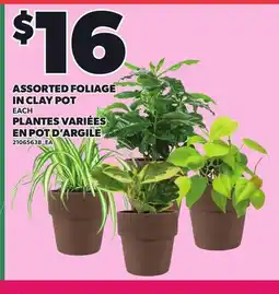 Independent City Market ASSORTED FOLIAGE IN CLAY POT offer