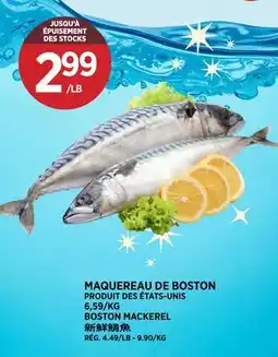 Kim Phat BOSTON MACKEREL offer