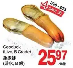 T&T Supermarket Geoduck offer