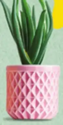 IGA AVEC MÉLANIE BABY PLANTS offer