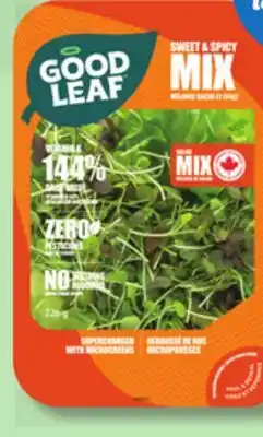 IGA GOOD LEAF GREENHOUSE CRUNCHY GREENS OR CRISPY BOUQUET, CRUNCHY LETTUCE OR SWEET & SPICY MIX offer