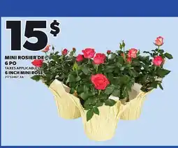 Provigo MINI ROSIER DE 6 PO offer