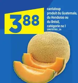 Maxi CANTALOUP offer
