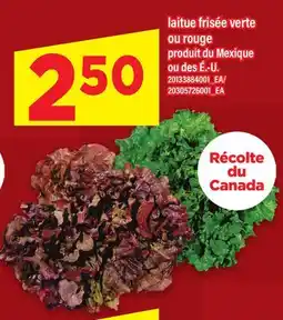 Maxi LAITUE FRISÉE VERTE OU ROUGE offer