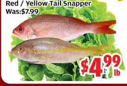Top Food Supermarket Red / Yellow Tail Snapper offer