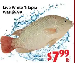 Top Food Supermarket Live White Tilapia offer