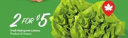 Longo's Fresh Hydroponic Lettuce offer