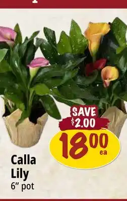 Farm Boy Calla Lily offer