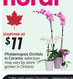 Sobeys Phalaenopsis Orchids in Ceramic offer
