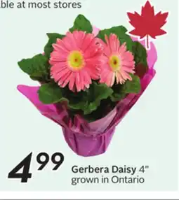 Sobeys Gerbera Daisy 4 offer
