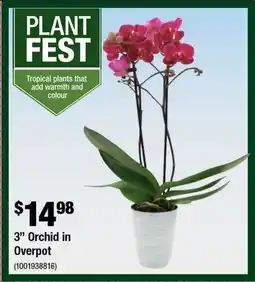 Home Depot 3 Orchid in Overpot offer