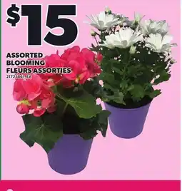 Independent Grocer ASSORTED BLOOMING offer