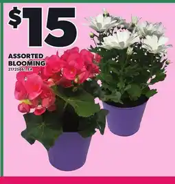 Loblaws ASSORTED BLOOMING offer
