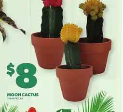 Loblaws MOON CACTUS offer