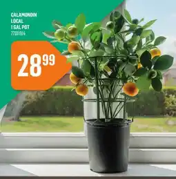 Canac Calamondin local 1 gal Pot offer