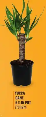 Canac Yucca cane 6 1/2 in pot offer